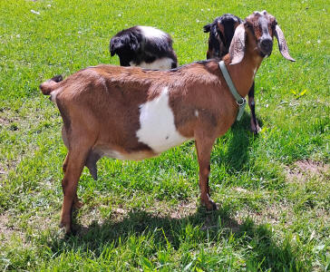 Dairy goat Mini Nubian