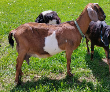 Dairy goat Mini Nubian