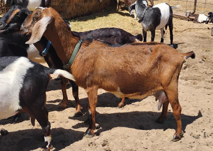 Dairy goat Mini Nubian