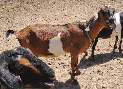 Dairy goat Mini Nubian