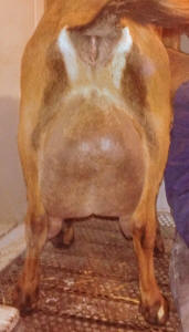 Mini Nubian milker high butterfat