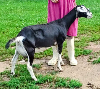 Swiss marked Mini Nubian