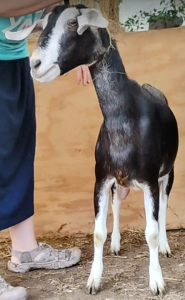 Mini Nubian milker