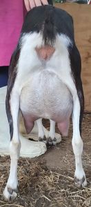 Swiss marked Mini Nubian