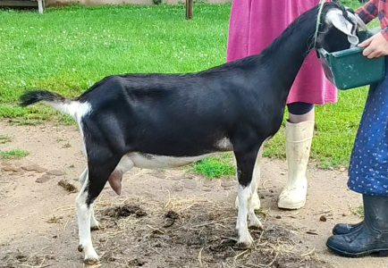 Swiss marked Mini Nubian