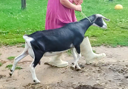 Swiss marked Mini Nubian