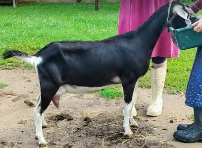 Mini Nubian milker