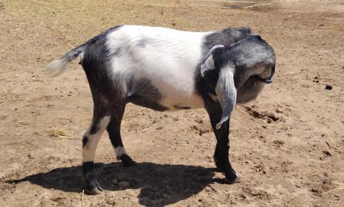 Blue roan mini nubian