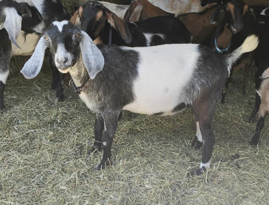 Blue roan mininubian