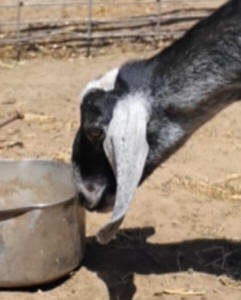 Blue roan mininubian