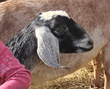 Blue roan mininubian