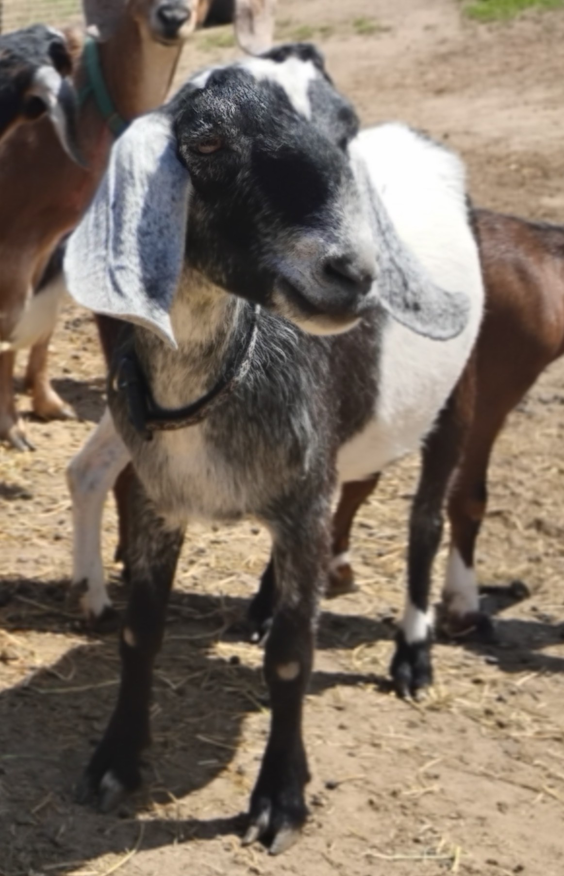 Blue roan mininubian