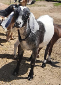 Blue roan mininubian