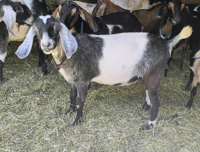 Blue roan mininubian