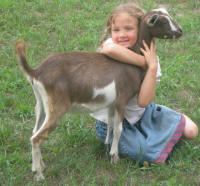 Mini Nubians love children