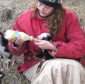 Feeding goat kids