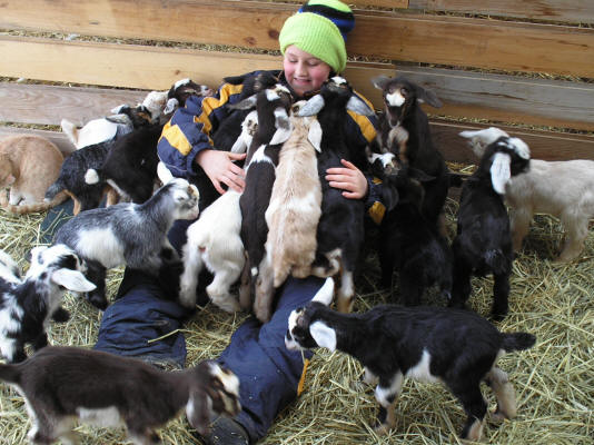 How to Feed a Baby Goat